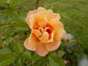 DSCN3381.JPG