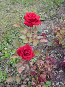 DSCN3352.JPG