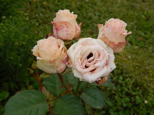 DSCN3353.JPG