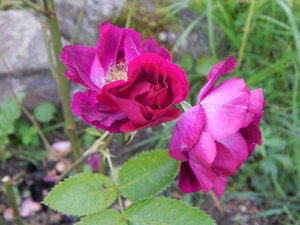 DSCN3393.JPG