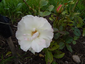 DSCN3384.JPG