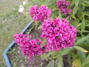 DSCN3378.JPG