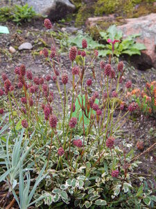 DSCN3276.JPG