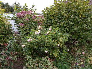 IMG_20200913_090347.jpg