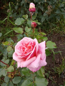 IMG_20200913_085417.jpg