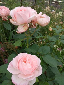 IMG_20200913_090539.jpg