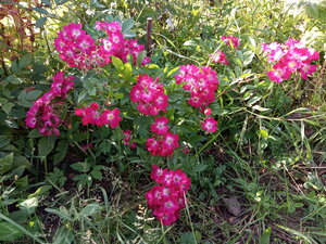 IMG_20200922_134627.jpg