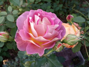 IMG_20200924_165919.jpg