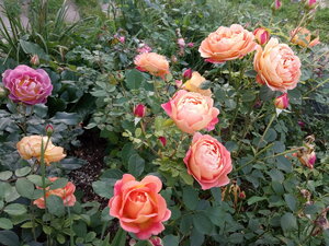 IMG_20200924_165946.jpg