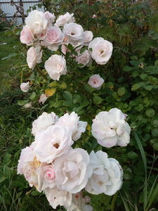 IMG_20200929_175011.jpg