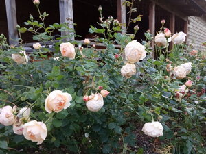 IMG_20200929_175926.jpg