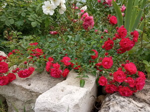 IMG_20200711_135211.jpg