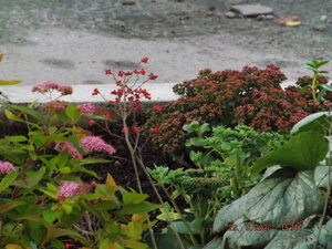 2020.009.29 Уч № 1 Sedum ‘Lime Zinger’ SUNSPARKLER® Очиток едкий ‘Lime Zinger’_ DSCF9466.JPG