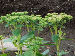 2020.009.29 Уч № 2 Sedum FROSTY MORN_ DSCF9473.JPG