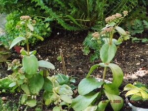 2020.009.29 Уч № 2 Sedum Pinky_  DSCF9471.JPG
