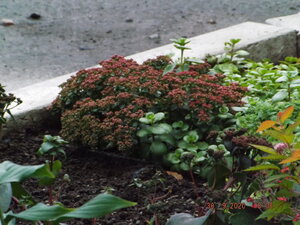 2020.009.30 Уч № 1 Sedum ‘Lime Zinger’ SUNSPARKLER®, Sedum ’Purple Emperor’, _ DSCF9482.JPG