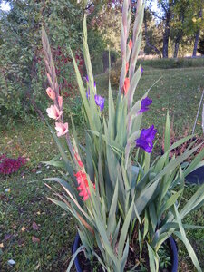 DSCN3597.JPG