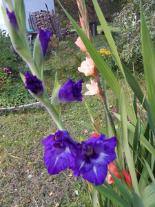 DSCN3717.JPG