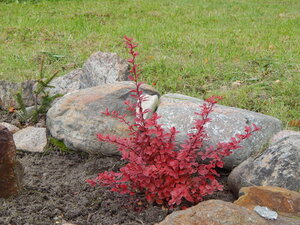 DSCN3667.JPG
