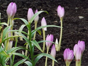DSCF9519.JPG