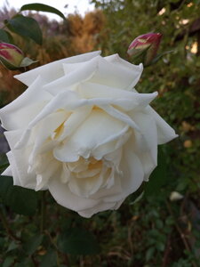 IMG_20201001_173447.jpg