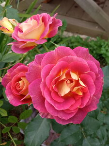 IMG_20201004_112922.jpg