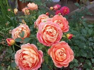 IMG_20201004_160846.jpg