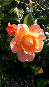 20200925_100800.jpg