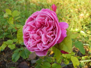 DSCN3749.JPG
