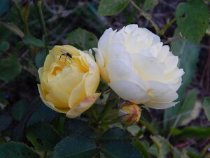 DSCN3791.JPG