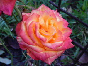 DSCN3796.JPG