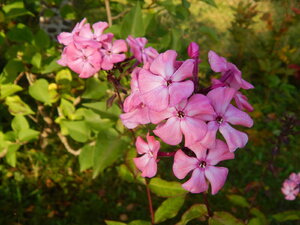 DSCN3778.JPG