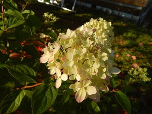 DSCN3780.JPG