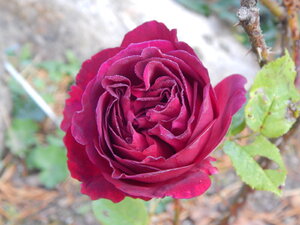 DSCN3858.JPG