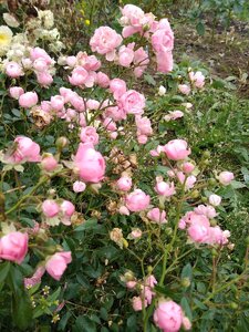 IMG_20201017_131013.jpg