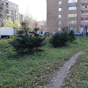 Ели на солнце.jpg