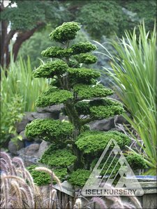 Chamaecyparis-obtusa-Reis-Dwarf.jpg