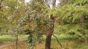 P_20200929_110752.jpg