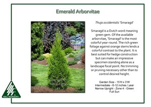 Thuja-occidentalis-Smaragd.jpg