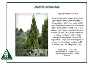 Thuja-occidentalis-Zmatlik.jpg