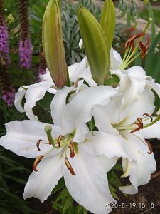 IMG_20200819_152549.jpg