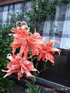 IMG_20200814_201839.jpg