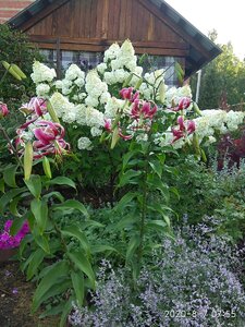 IMG_20200807_075516.jpg