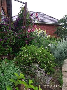 IMG_20200729_064050.jpg