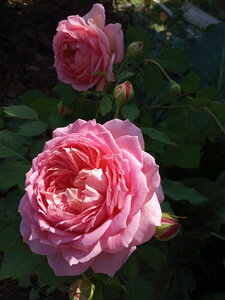 IMG_20200705_113712.jpg