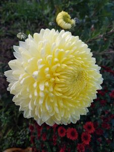 IMG_20201031_124241.jpg