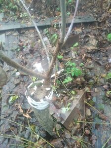 IMG_20201103_075429.jpg