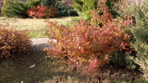 IMG_20201108_115335.jpg