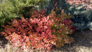 IMG_20201108_114456.jpg