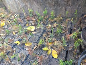 IMG_20201108_125723.jpg